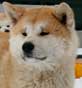 photo de l'Akita Inu japonais VICKI
